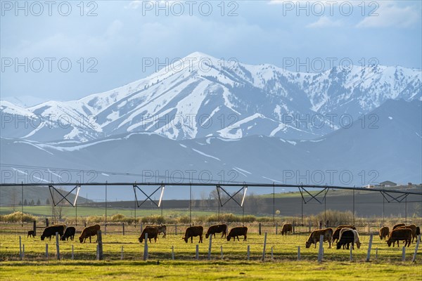 Domestic animals grazing in pasture near mountains