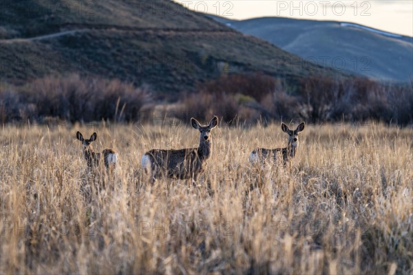 Three does posing in meadow