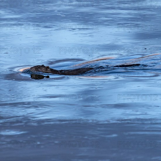 Beaver swimming in blue water