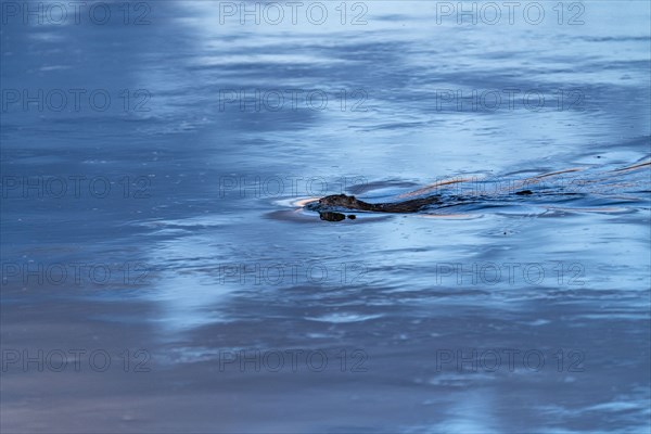 Beaver swimming in blue water