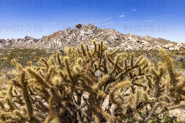 Staghorn Cholla cactus in Mojave desert