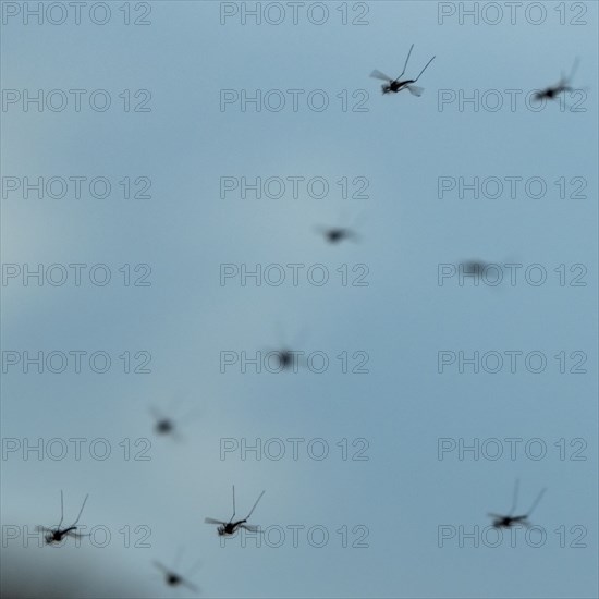 Group of mosquitos against blue sky