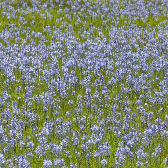 Camas flowers in full bloom in meadow