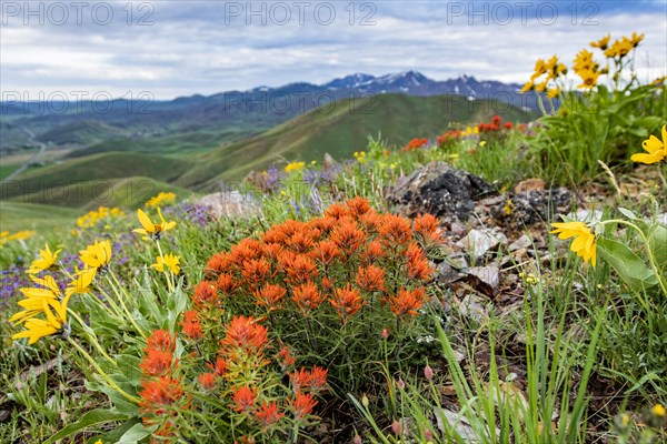 Orange Indian Paintbrush