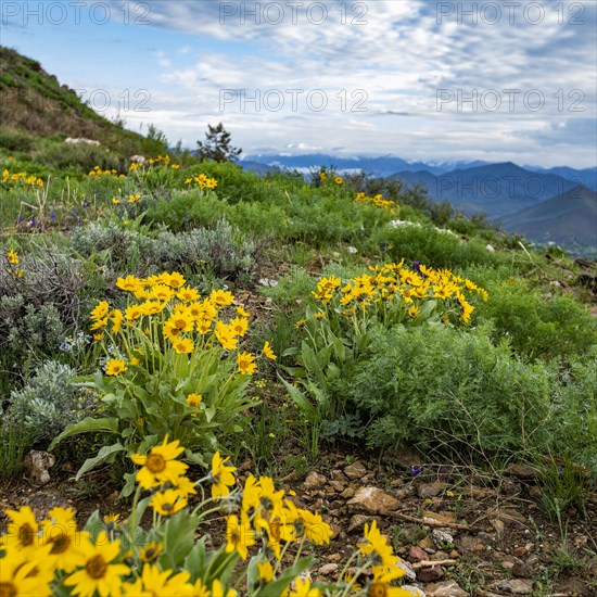 Arrowleaf Balsamroot