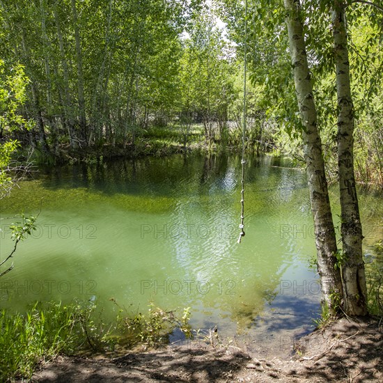 Rope swing hanging from tree above pond