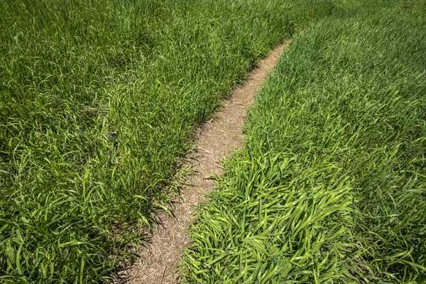Path among fresh green grass
