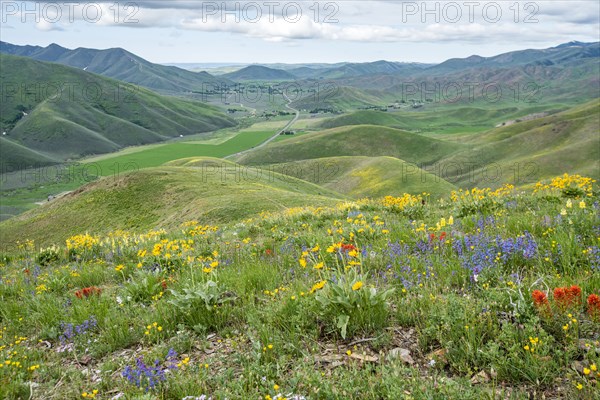 Scenic landscape with wildflowers along Carbonate Mountain Trail