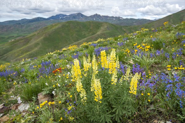 Scenic landscape with wildflowers along Carbonate Mountain Trail