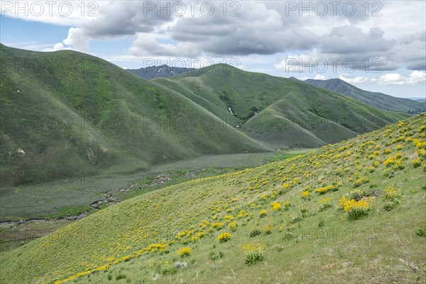 Scenic landscape with wildflowers along Carbonate Mountain Trail