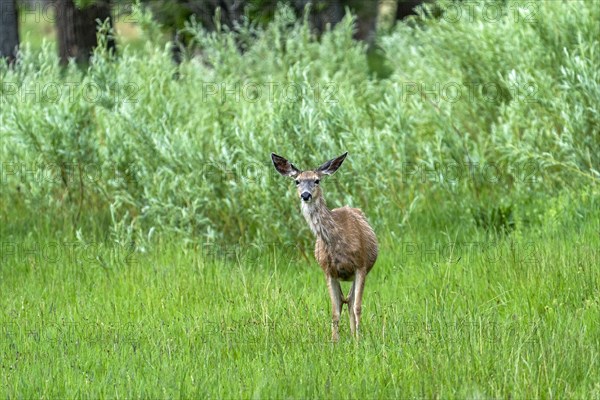 Portrait of doe looking at camera in meadow