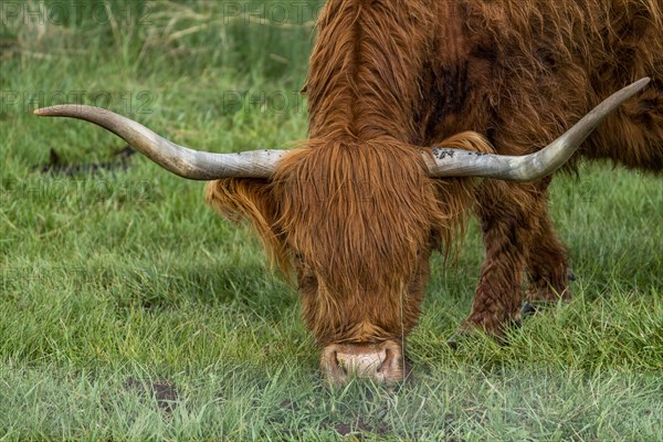 Portrait of Highland Cow grazing in pasture