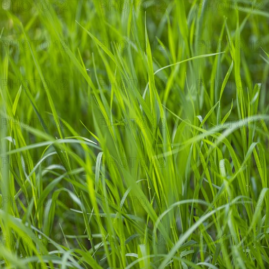 Full frame of green blades of grass