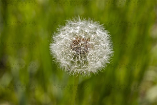 Close-up of dandelion seed pod in meadow