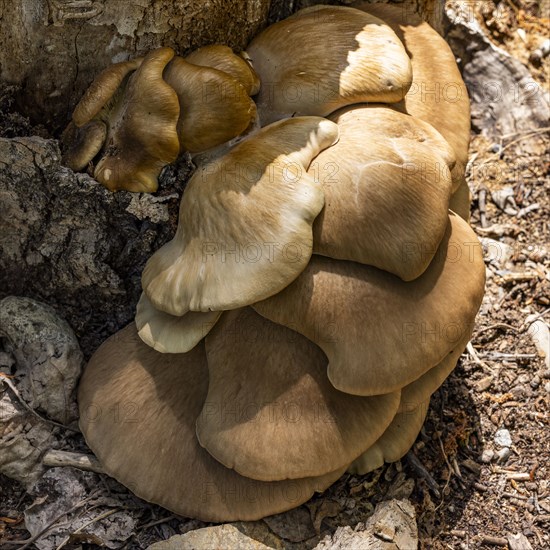 Brown mushrooms growing in nature