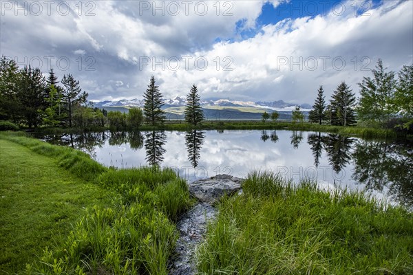 Pine trees reflected in pond on sunny day