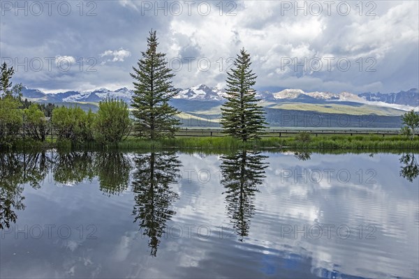 Pine trees reflected in pond on sunny day