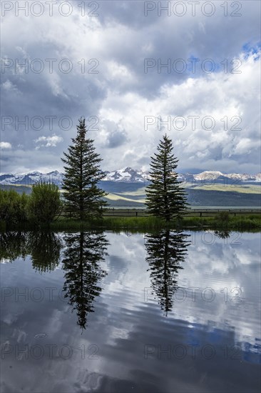 Pine trees reflected in pond on sunny day