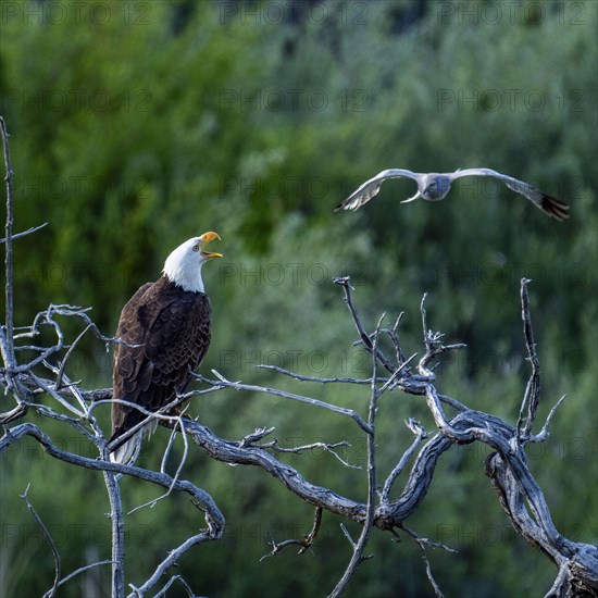 Bald eagle warning aggressive Harrier Hawk