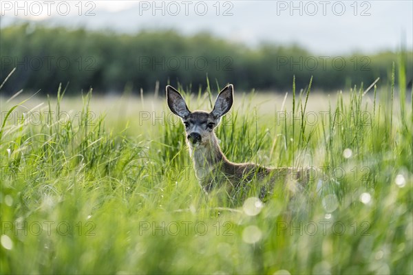 Portrait of doe looking at camera in meadow