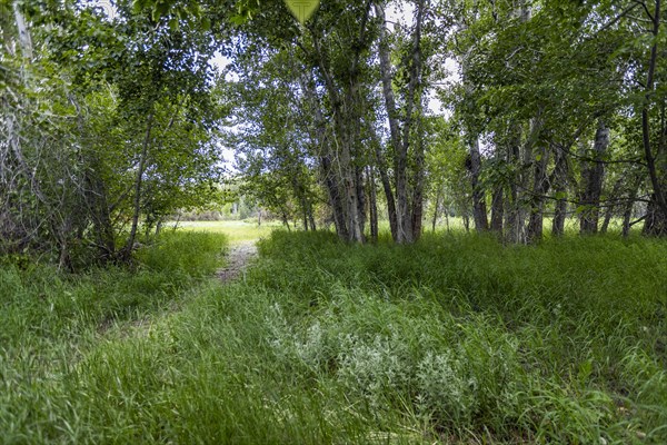 Tranquil view of wild grass in forest