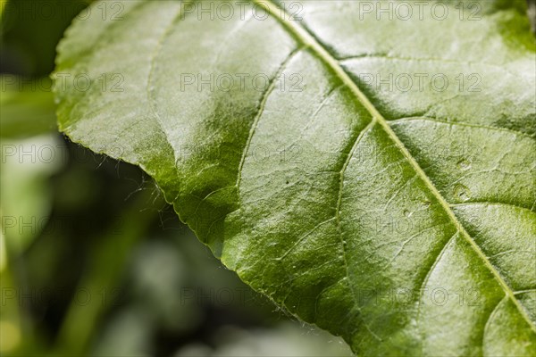 Close-up of green leaf in meadow