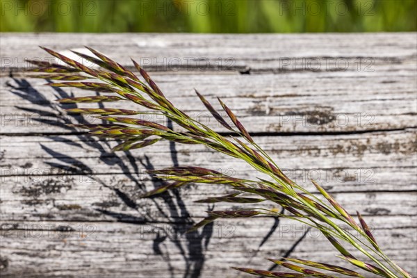 Close-up of plant on wooden surface