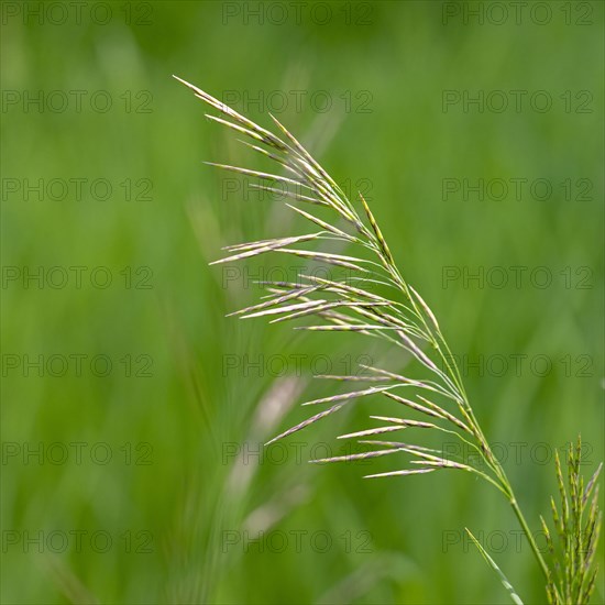 Close-up of green plant in meadow