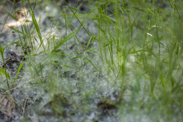 Close-up of wild grasses with pollen from Cottonwood trees