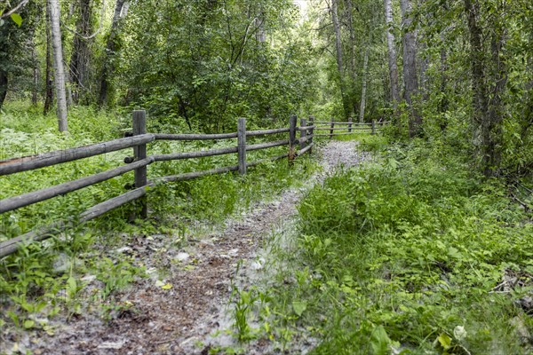 Empty footpath next to rail fence with grass