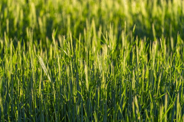 Full frame of grain crops before harvesting