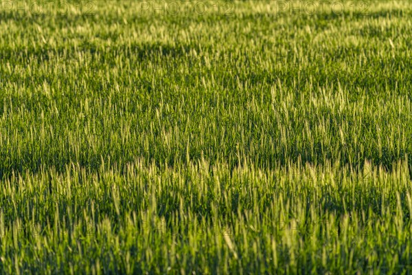 Full frame of grain crops before harvesting