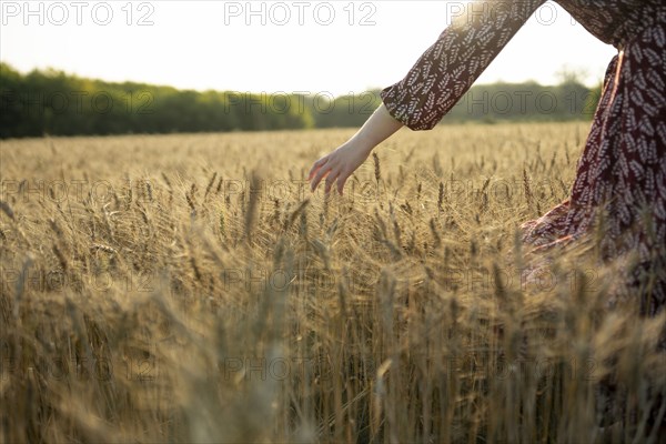 Close-up of woman touching cereal plants in field at sunset