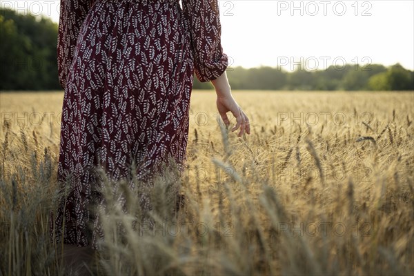 Rear view of woman touching cereal plants while standing in field at sunset