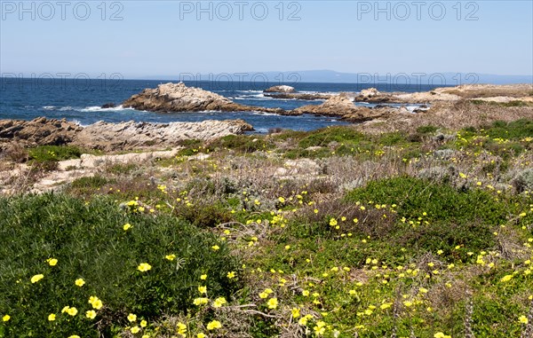 Yellow wildflowers growing at rocky seashore