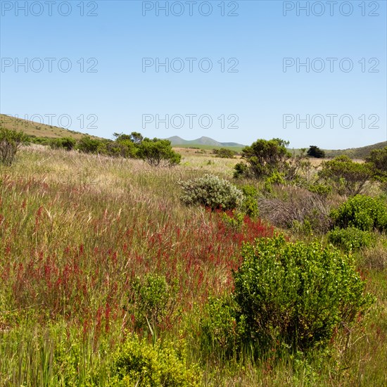 Clear sky over lush landscape with mountain in background