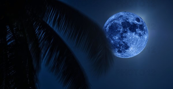 August Super Blue Moon on night sky with palm leaves in foreground