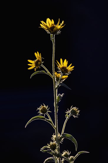 Yellow wildflowers in sunlight