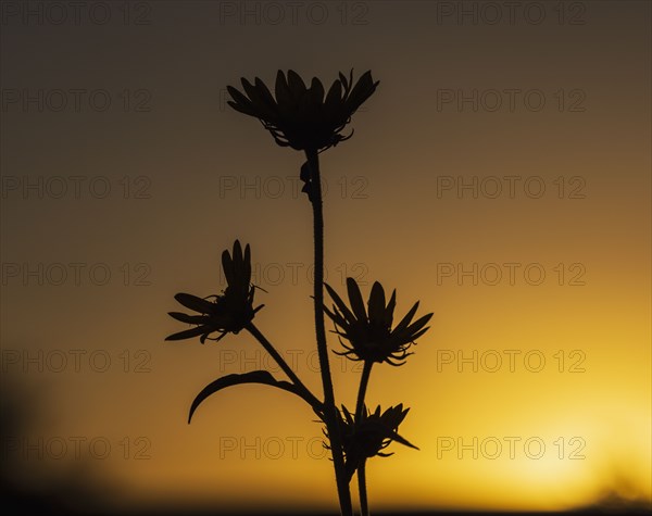Silhouette of wildflower against sky at sunset
