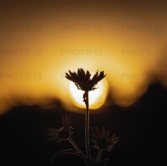 Silhouette of wildflower against sky at sunset