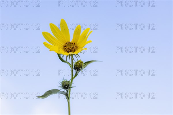 Yellow wildflower against blue sky