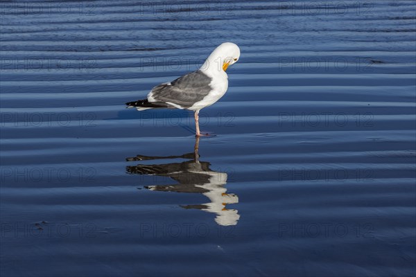 Seagull preening in shallow water at Cannon Beach