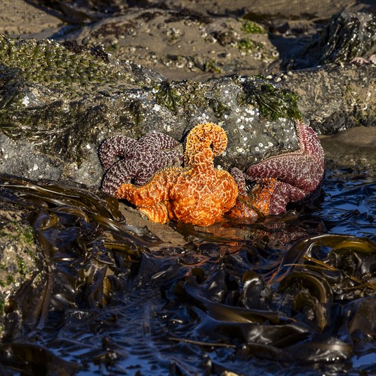 Sea Stars on rocks at Cannon Beach