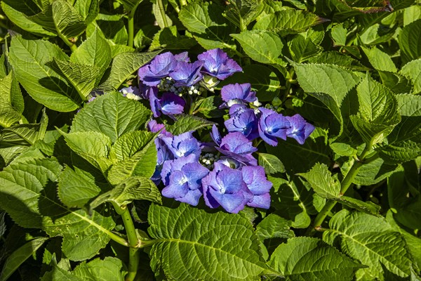 Purple hydrangea flower on a bush