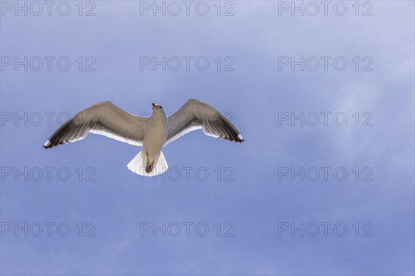 Low angle view of a seagull in flight