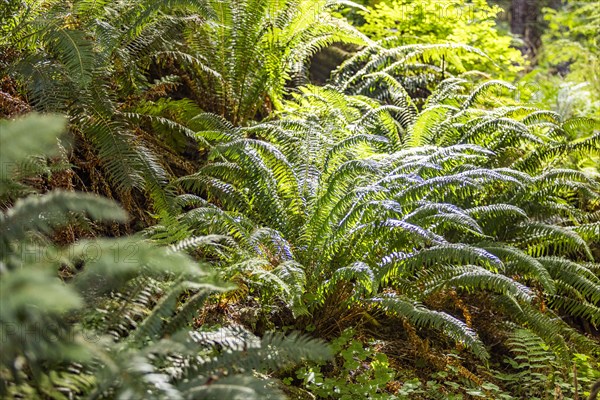 Green fern leaves in forest