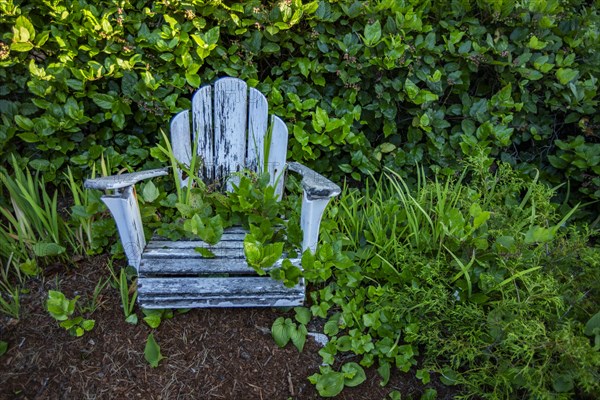 Weathered and overgrown adirondack chair