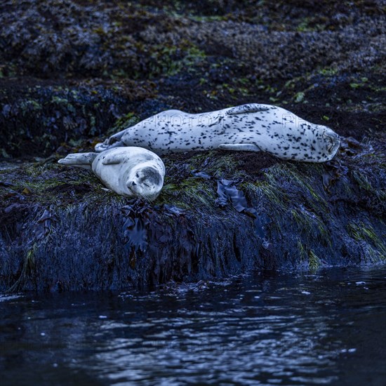 Sea lions rest on rocky headlands outside harbor at Depoe Bay