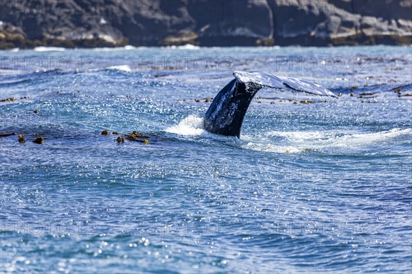 California gray whale dives for the bottom showing the flukes of its tail