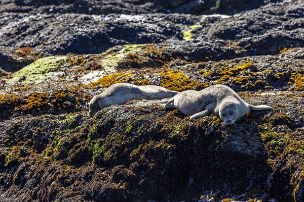 Sea lions rest on rocky headlands